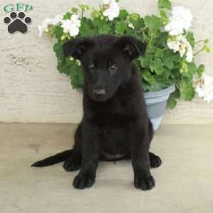 Stella, German Shepherd Puppy