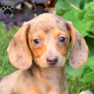 Stella-Mini, Dachshund Puppy