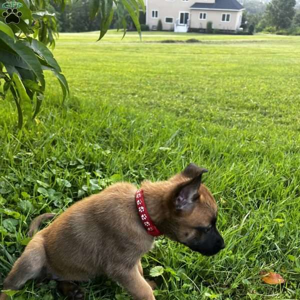 Stella, Belgian Malinois Puppy