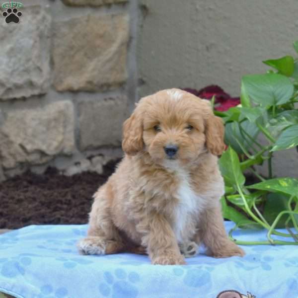 Stetson, Mini Goldendoodle Puppy