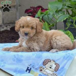 Stetson, Mini Goldendoodle Puppy