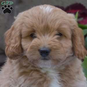 Stetson, Mini Goldendoodle Puppy