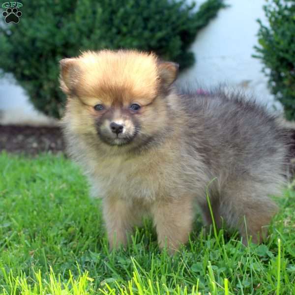 Stewart, Pomeranian Puppy