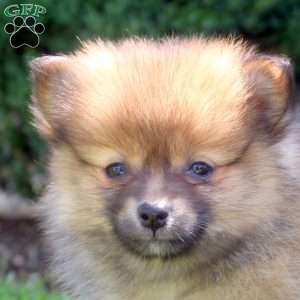 Stewart, Pomeranian Puppy