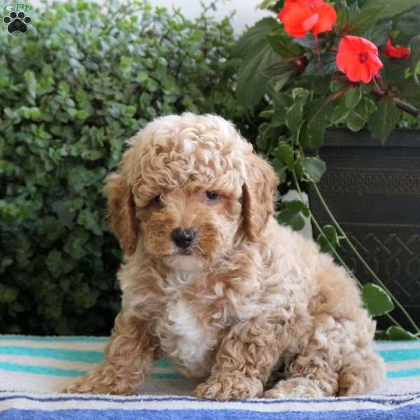 Stone, Bich-Poo Puppy