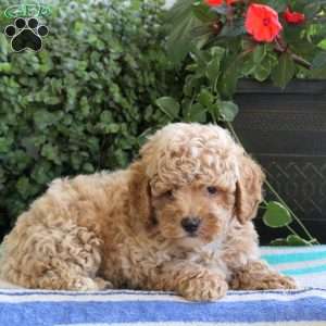 Stone, Bich-Poo Puppy