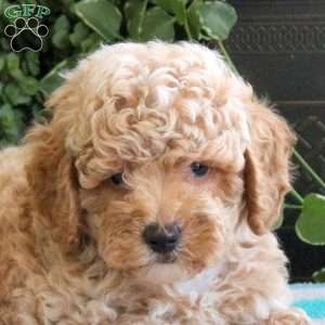 Stone, Bich-Poo Puppy