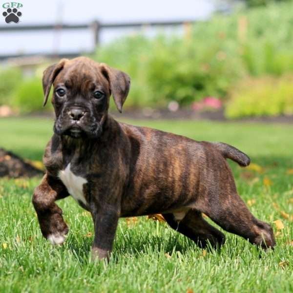 Storm, Boxer Puppy