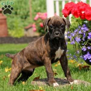 Storm, Boxer Puppy