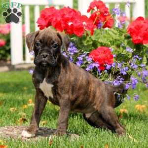 Storm, Boxer Puppy