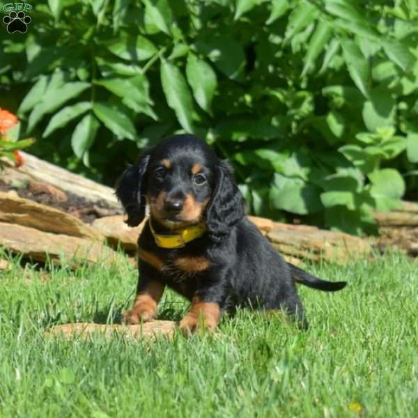 Stretch – Mini, Dachshund Puppy