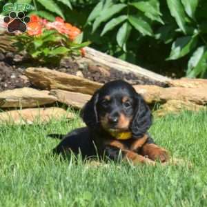 Stretch – Mini, Dachshund Puppy