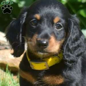 Stretch – Mini, Dachshund Puppy