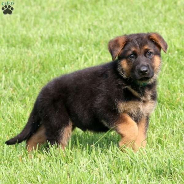 Strike, German Shepherd Puppy