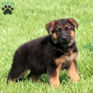 Strike, German Shepherd Puppy