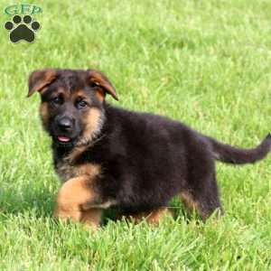 Strike, German Shepherd Puppy