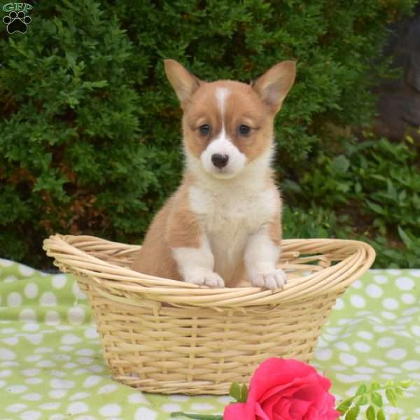 Sugar, Pembroke Welsh Corgi Puppy