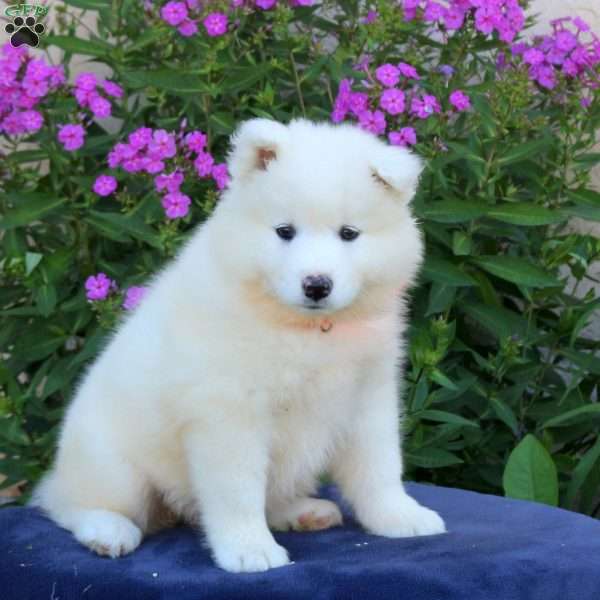Sugar, Samoyed Puppy