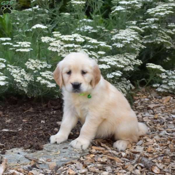 Sugar, Golden Retriever Puppy