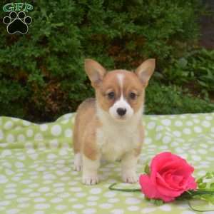 Sugar, Pembroke Welsh Corgi Puppy