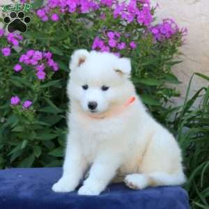 Sugar, Samoyed Puppy