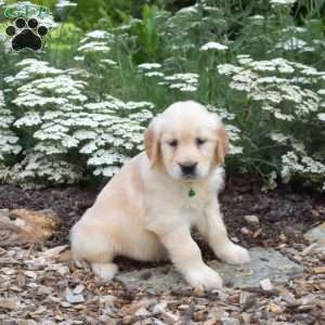 Sugar, Golden Retriever Puppy