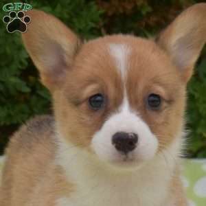 Sugar, Pembroke Welsh Corgi Puppy
