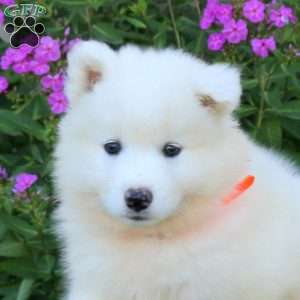 Sugar, Samoyed Puppy