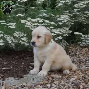 Sugar, Golden Retriever Puppy