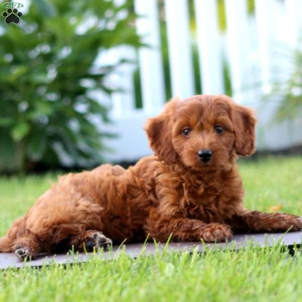 Sugar, Mini Goldendoodle Puppy