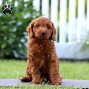 Sugar, Mini Goldendoodle Puppy