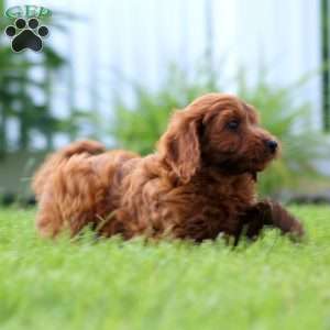 Sugar, Mini Goldendoodle Puppy