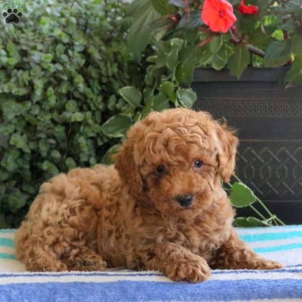 Sully, Bich-Poo Puppy