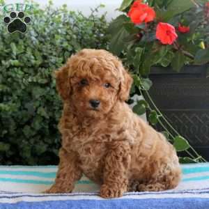 Sully, Bich-Poo Puppy