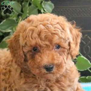 Sully, Bich-Poo Puppy