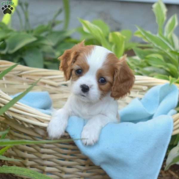 Summer, Cavalier King Charles Spaniel Puppy