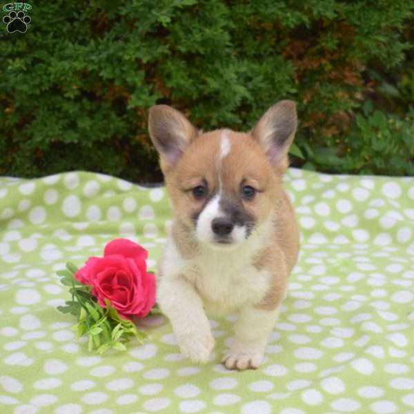 Summer, Pembroke Welsh Corgi Puppy