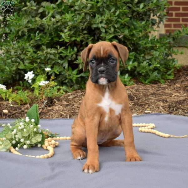 Summer, Boxer Puppy