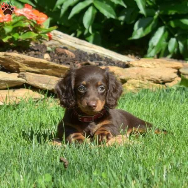 Summer –  Mini, Dachshund Puppy