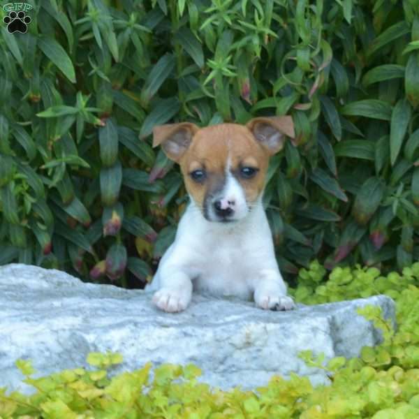 Summer, Jack Russell Terrier Puppy