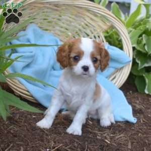 Summer, Cavalier King Charles Spaniel Puppy
