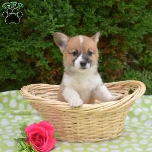 Summer, Pembroke Welsh Corgi Puppy