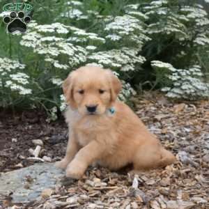 Summer, Golden Retriever Puppy