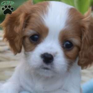 Summer, Cavalier King Charles Spaniel Puppy