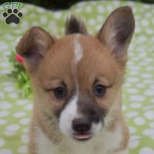 Summer, Pembroke Welsh Corgi Puppy