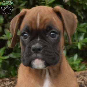 Summer, Boxer Puppy