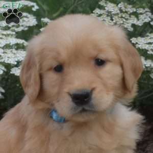 Summer, Golden Retriever Puppy