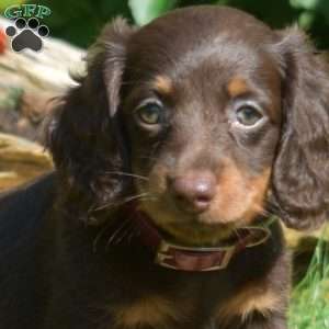 Summer –  Mini, Dachshund Puppy