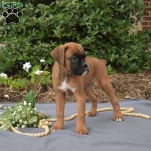 Summer, Boxer Puppy