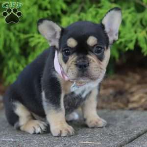 Sunbeam, French Bulldog Puppy